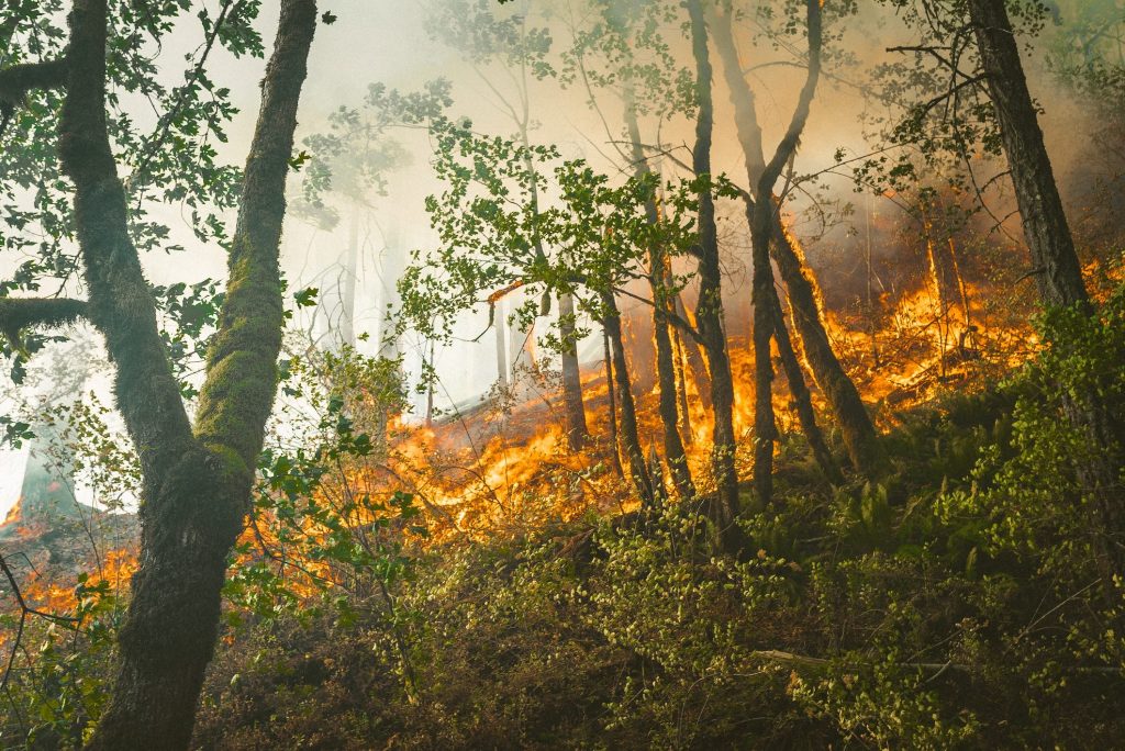 Fire moving through underbrush in a forest